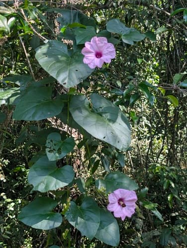 Morning Glory