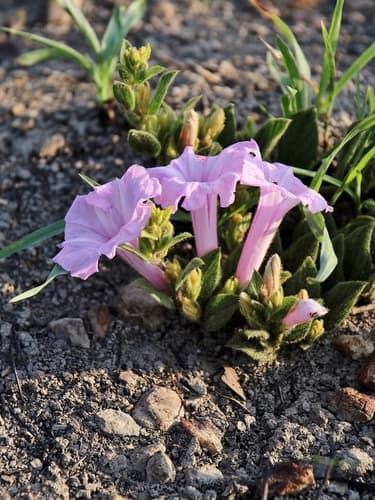 Hairy Morning Glory