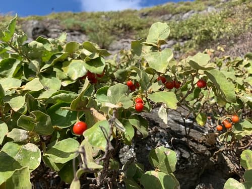 Solanum caumii