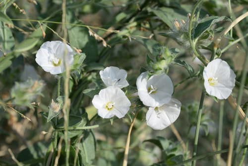 Convolvulus glomeratus