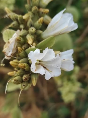 Bonamia subsessilis