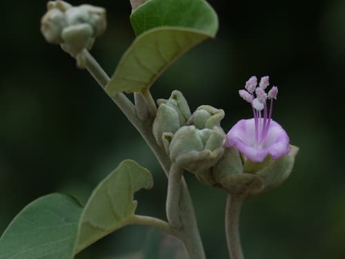 Argyreia osyrensis
