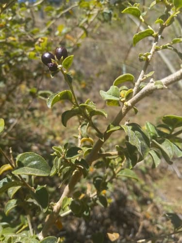Cestrum brevifolium