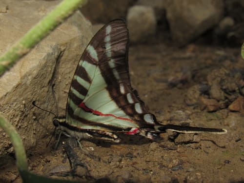 Eurytides anaxilaus