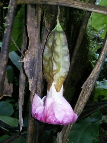 Markea spruceana