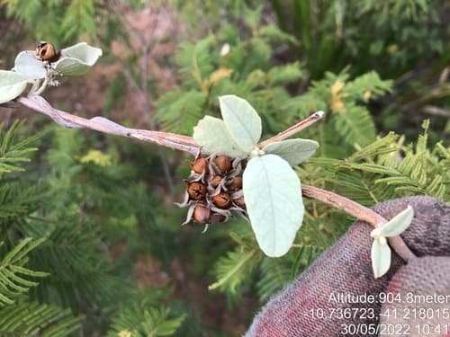 Jacquemontia fusca