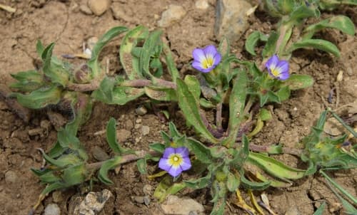 Dwarf Bindweed
