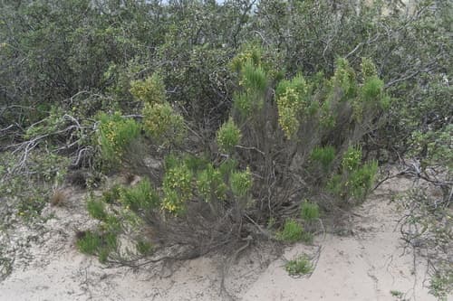 Fabiana patagonica