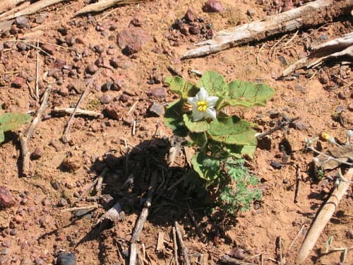 Solanum argopetalum