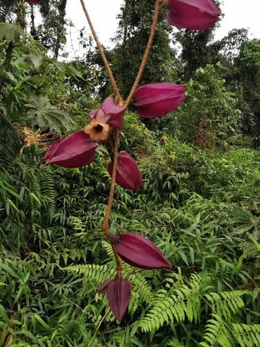 Juanulloa verrucosa