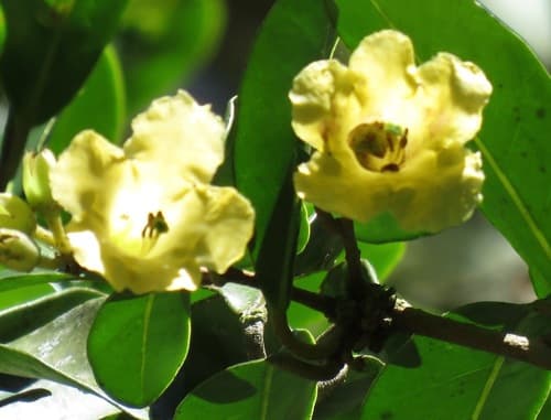 Schultesianthus leucanthus