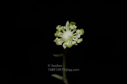 Hydrangea coenobialis