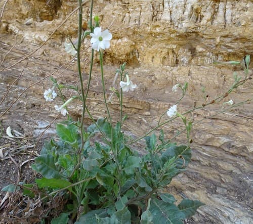 Sea Tobacco