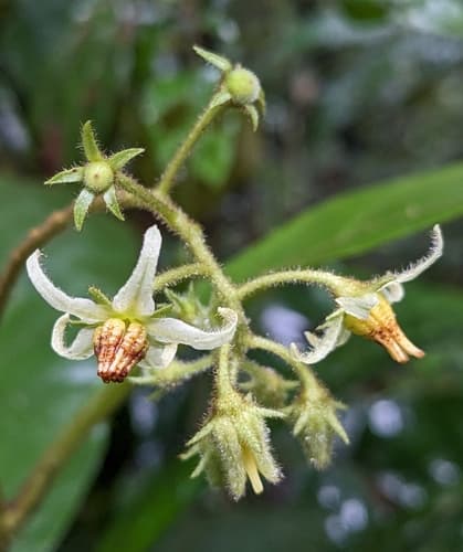Solanum fulvidum