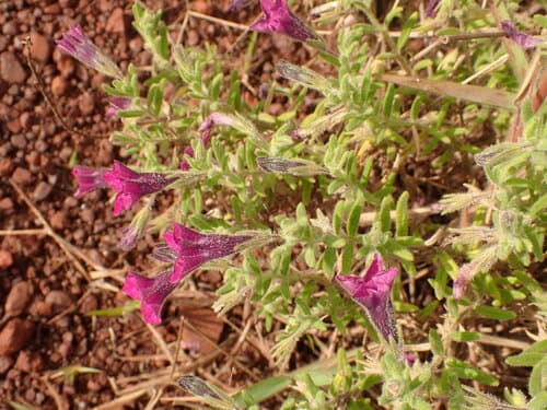 Calibrachoa elegans