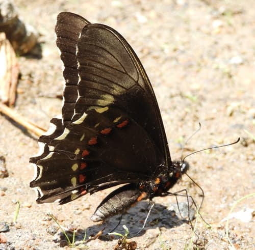 Heraclides epenetus