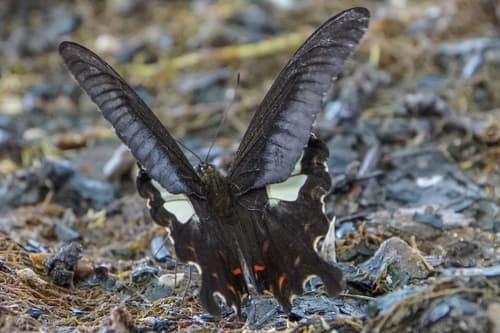 Papilio biseriatus