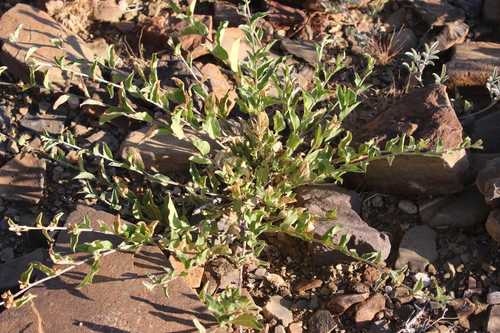 Seddera schizantha