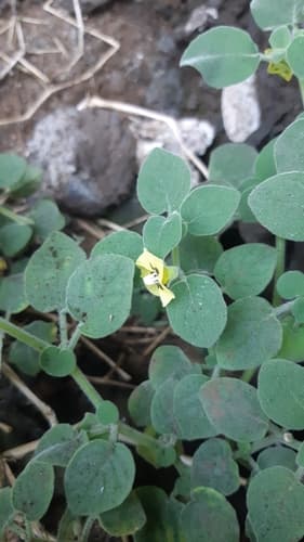 Physalis vestita