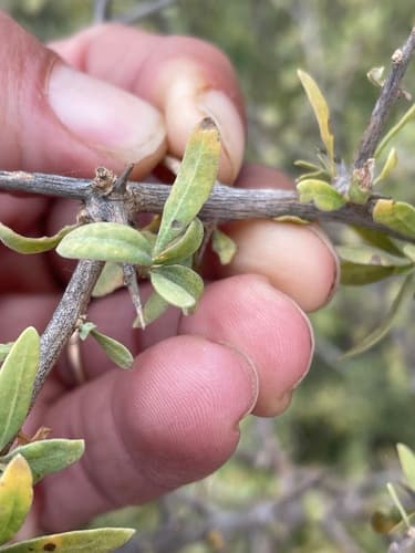 Lycium edgeworthii