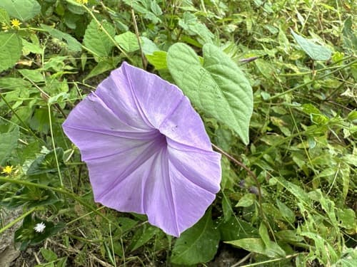 Ipomoea eriocalyx