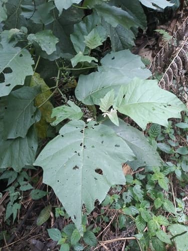 Solanum bolivianum