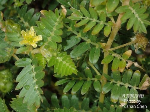 Tribulus