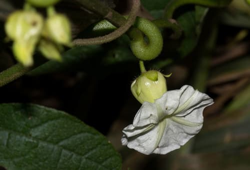 Lepistemon owariensis