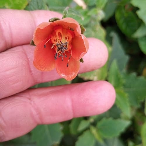 Nasa glabra