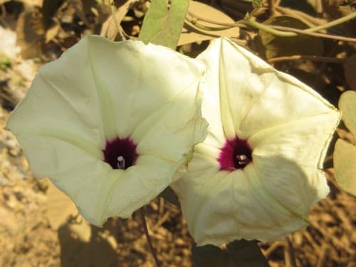 Ipomoea cambodiensis