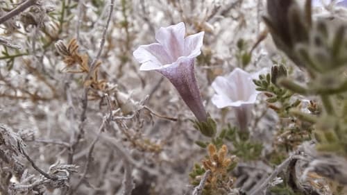 Nolana leptophylla