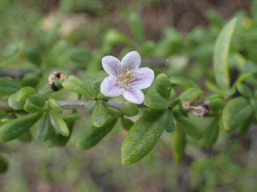 Lycium mascarenense