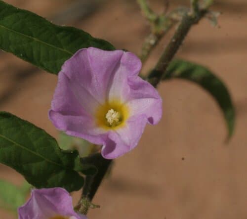 Polymeria ambigua