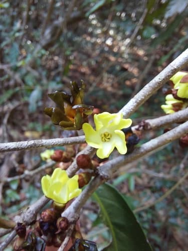 Erycibe cochinchinensis