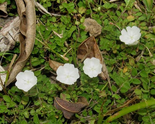Evolvulus pusillus