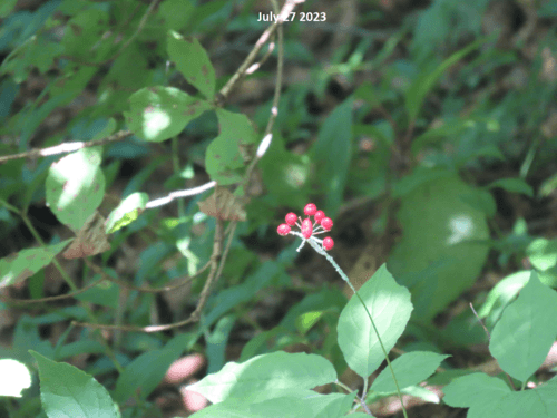 Ginseng