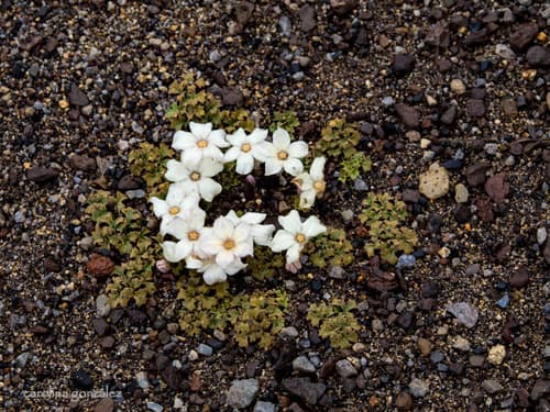 Jaborosa volkmannii