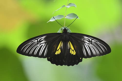Troides Plateni