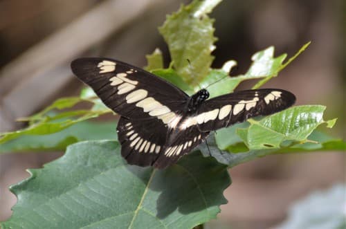 Coppery Swordtail