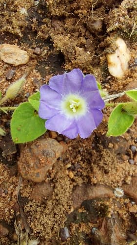 Bonamia brevifolia