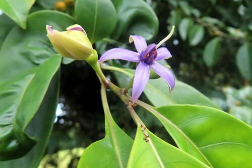Lycianthes nitida