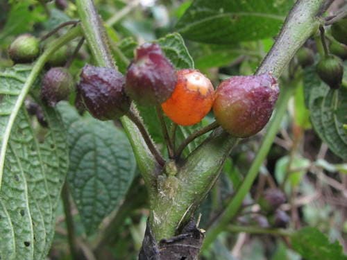 Deprea chotanae