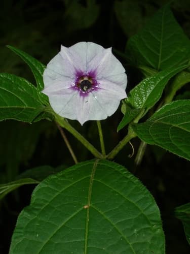 Lycianthes connata