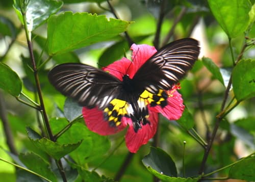 Hibiscus