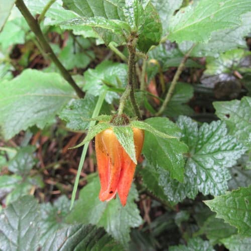 Nasa campaniflora