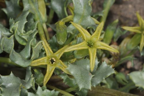 Jaborosa reflexa
