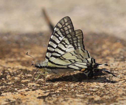 Spectacle Swordtail