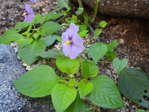 Lycianthes peninsularis