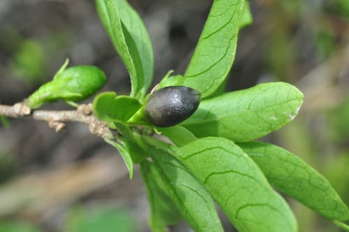 Cestrum tenuifolium