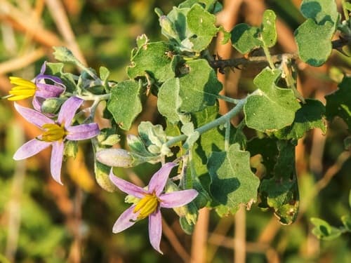 Solanum forskaolii